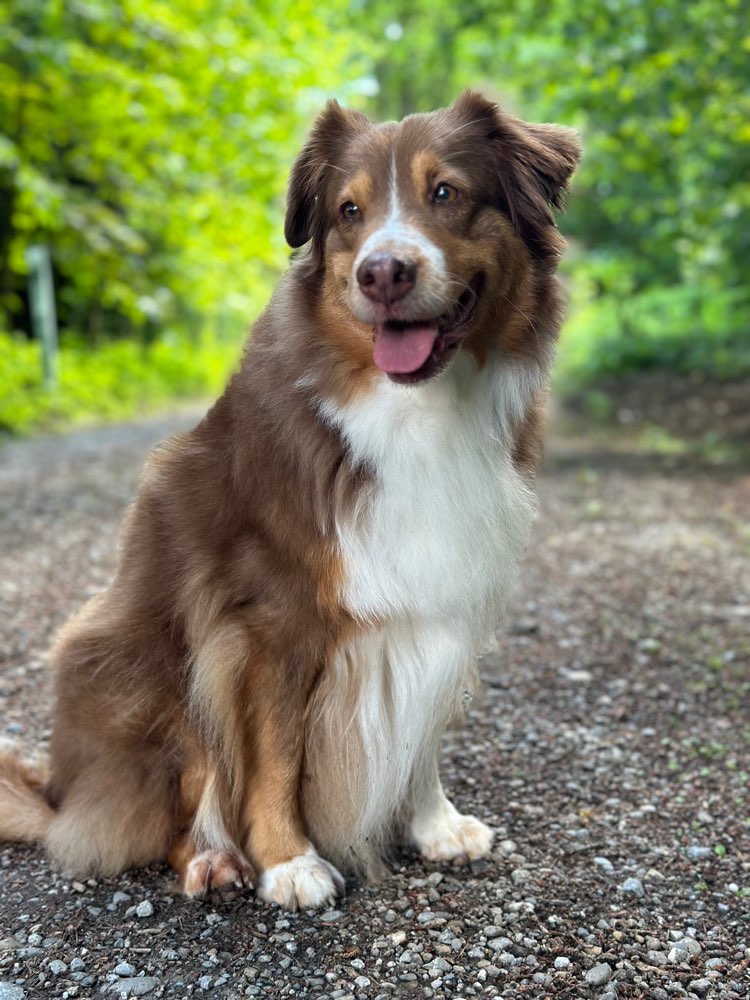 Hundetreffen-Gassirunde :)-Profilbild