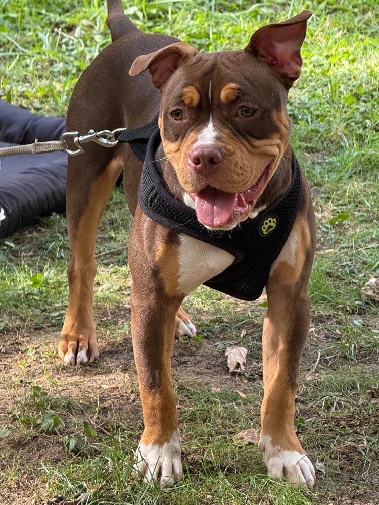 Hundetreffen-Junghund treffen-Profilbild