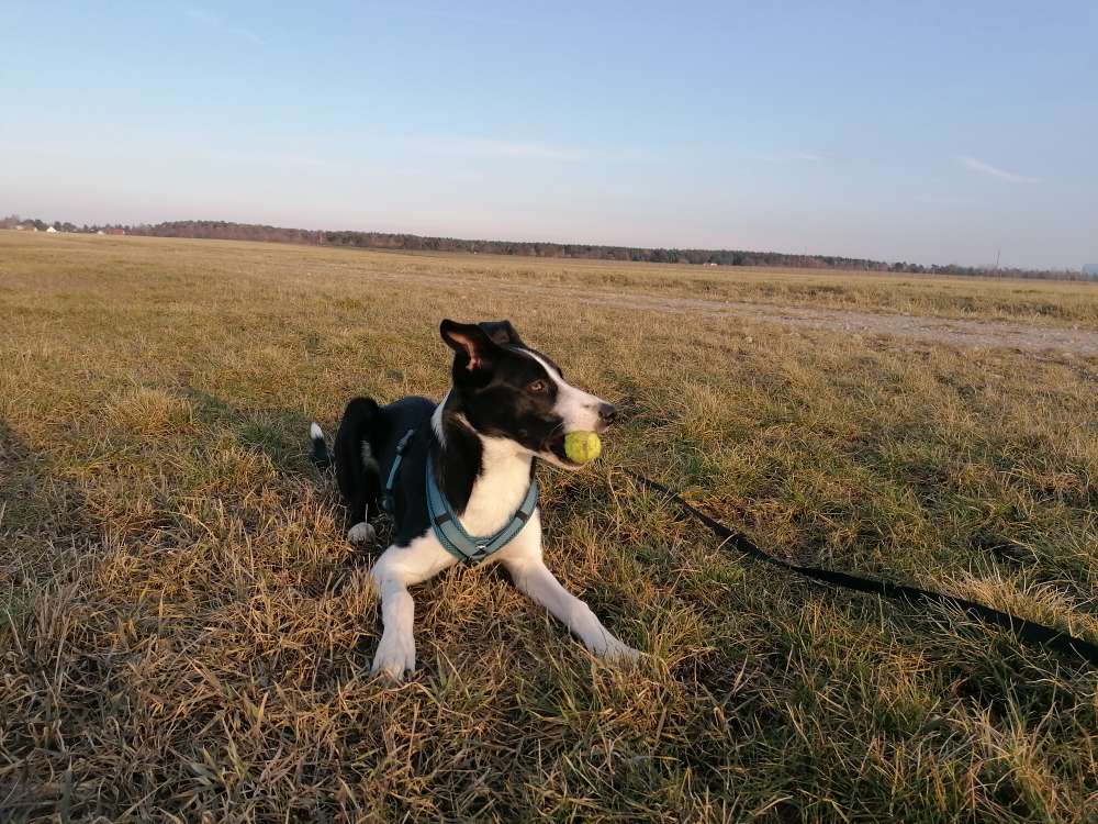 Hundetreffen-Spielkameraden für Daffy-Profilbild