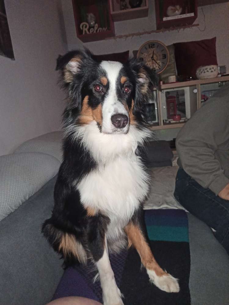 Hundetreffen-Trainingspartner gesucht-Profilbild