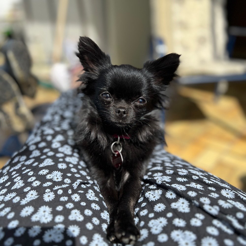 Hundetreffen-Training/ Spielen-Profilbild