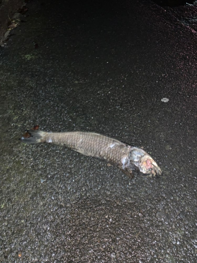Giftköder-Toter Fisch-Profilbild