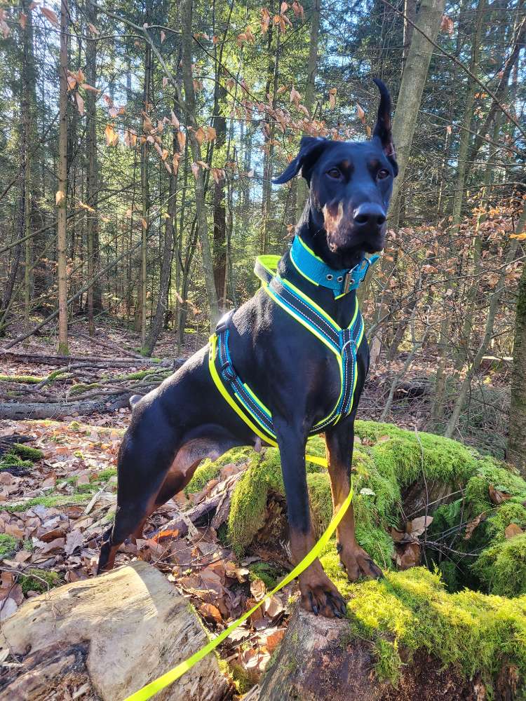 Hundetreffen-Social Walk  und Spaß-Profilbild