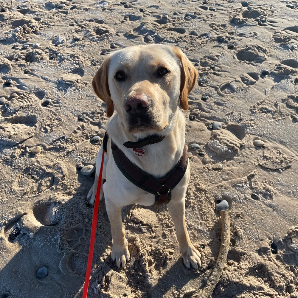 Hundetreffen-‘Hundebegegnungen an der Leine’ trainieren-Profilbild