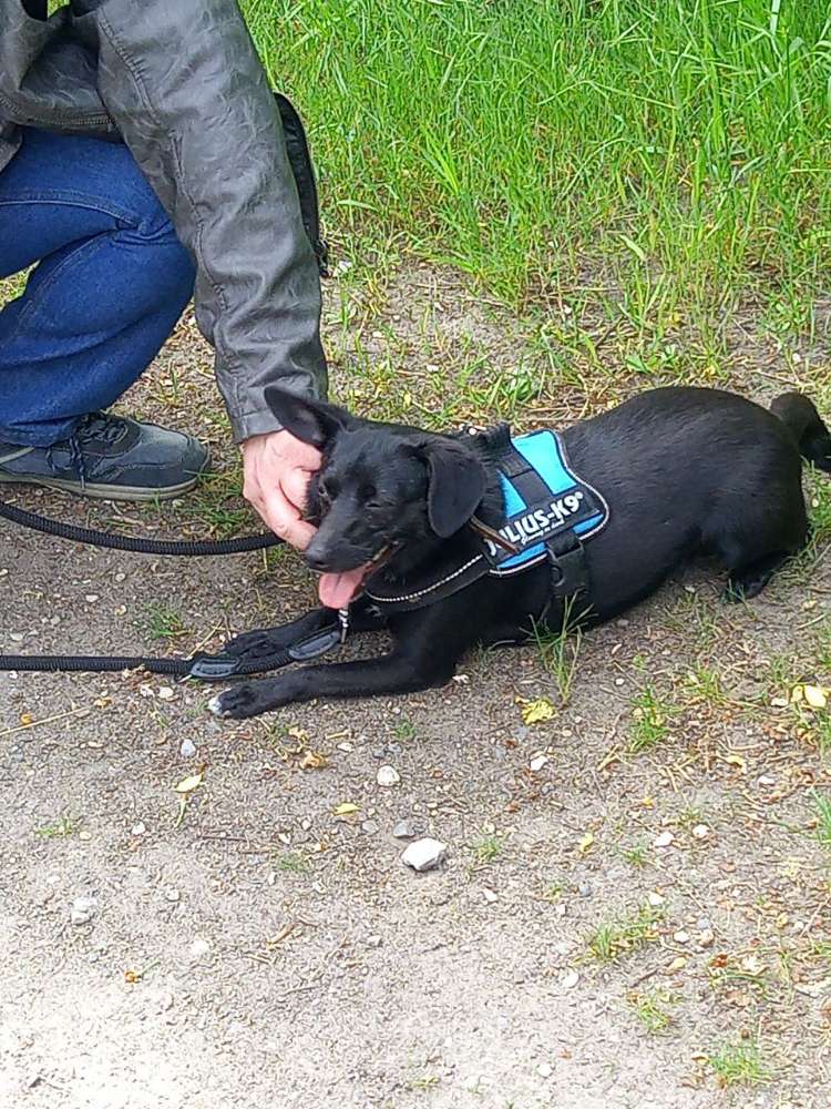 Hundetreffen-Gassi Runde zum Kennenlernen und mehr-Profilbild