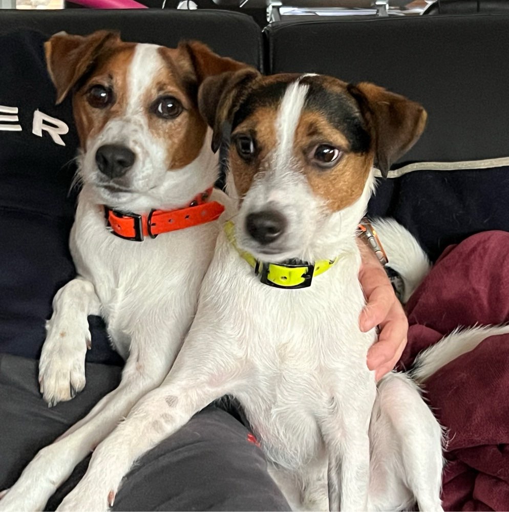 Hundetreffen-Social Walk-Profilbild