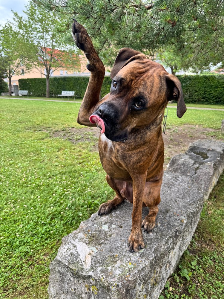 Hundetreffen-Spielpartner gesucht-Profilbild