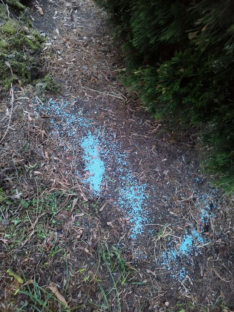 Giftköder-Vermutllich Rattengift-Profilbild