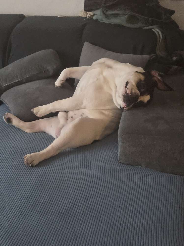 Hundetreffen-Spiel Date o. Gassi Runde-Profilbild