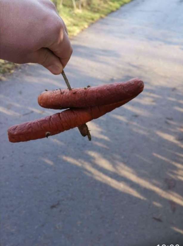 Giftköder-Würste mit Nägeln-Profilbild