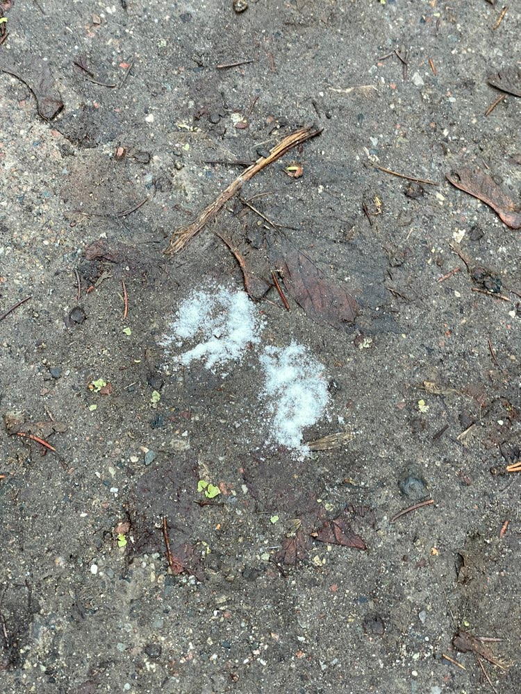 Giftköder-Giftköder-Profilbild