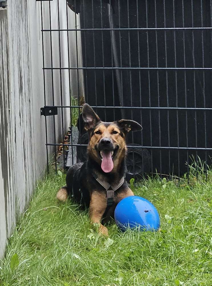 Hundetreffen-Souveräner Hund für Social Walk gesucht-Profilbild