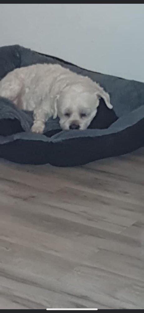 Giftköder-Hund an Giftköder gestorben-Profilbild