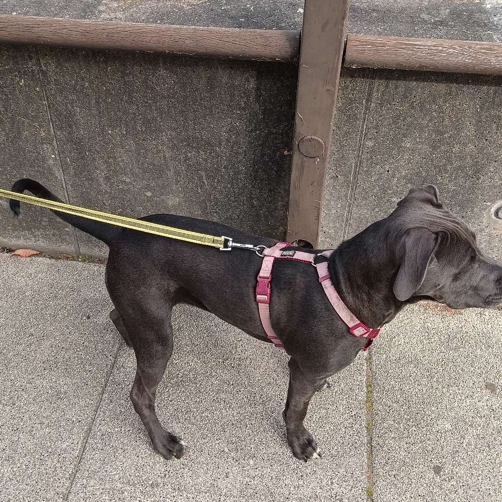 Hundetreffen-Spielen spazieren-Profilbild