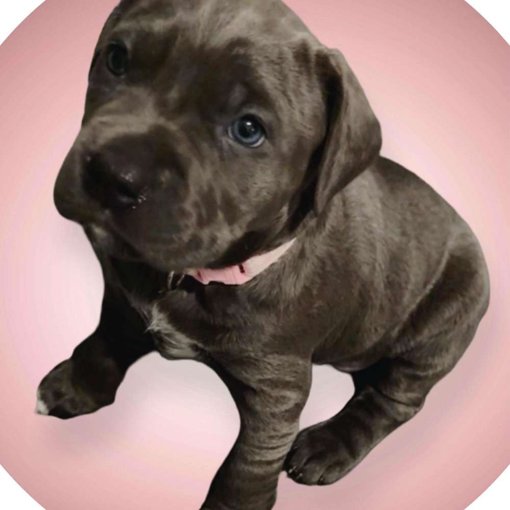 Hundetreffen-Spielen spazieren-Profilbild