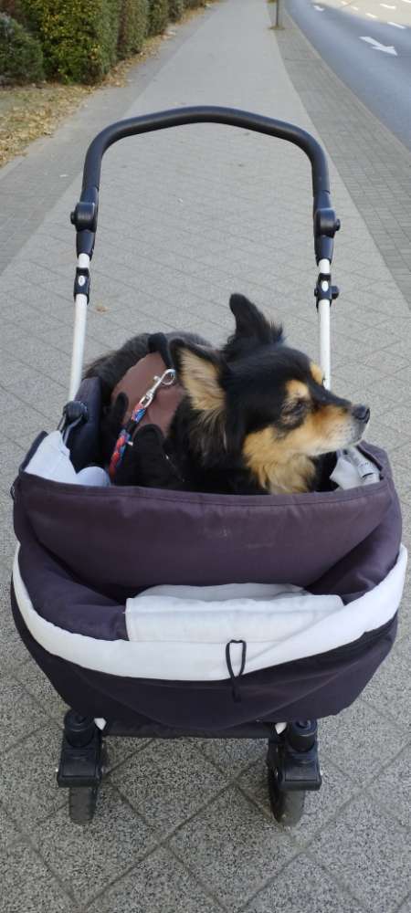 Hundetreffen-Zusammen spazieren gehen meine kleine ist 13 Jahre und krank nichts anstrengend-Profilbild