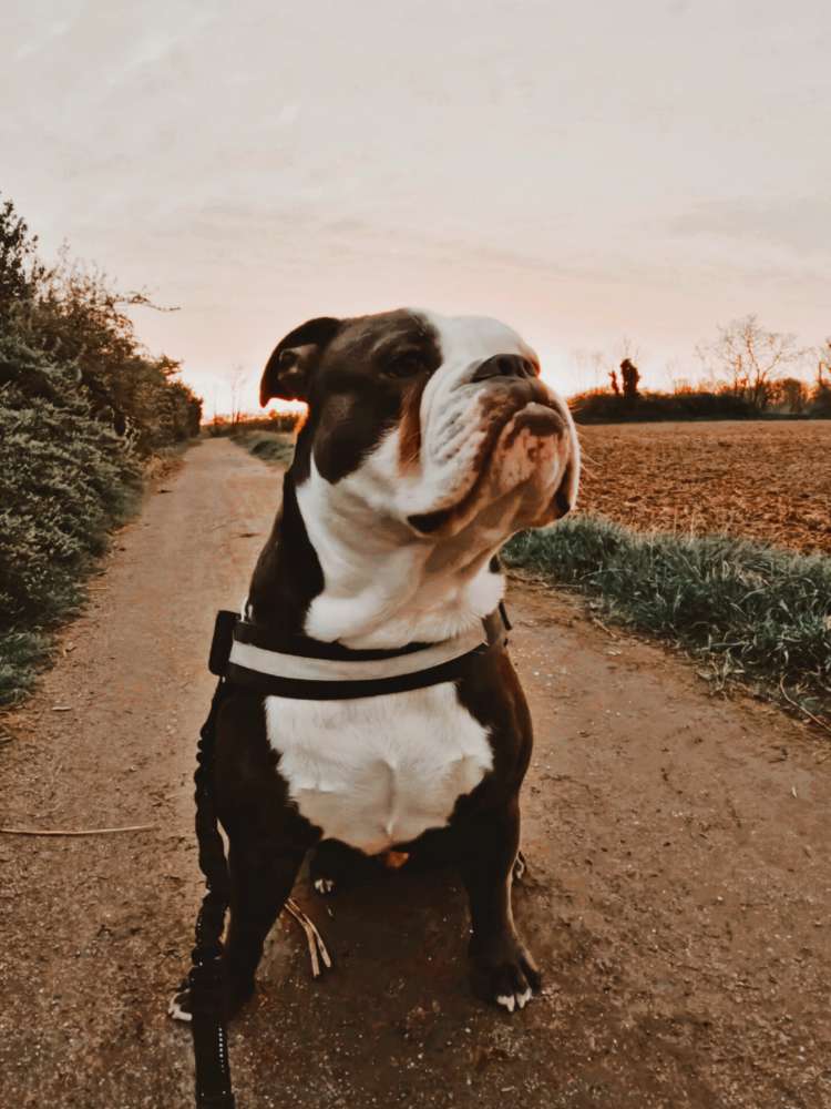 Hundetreffen-Old Englisch Bulldoggen Gruppentreff-Profilbild