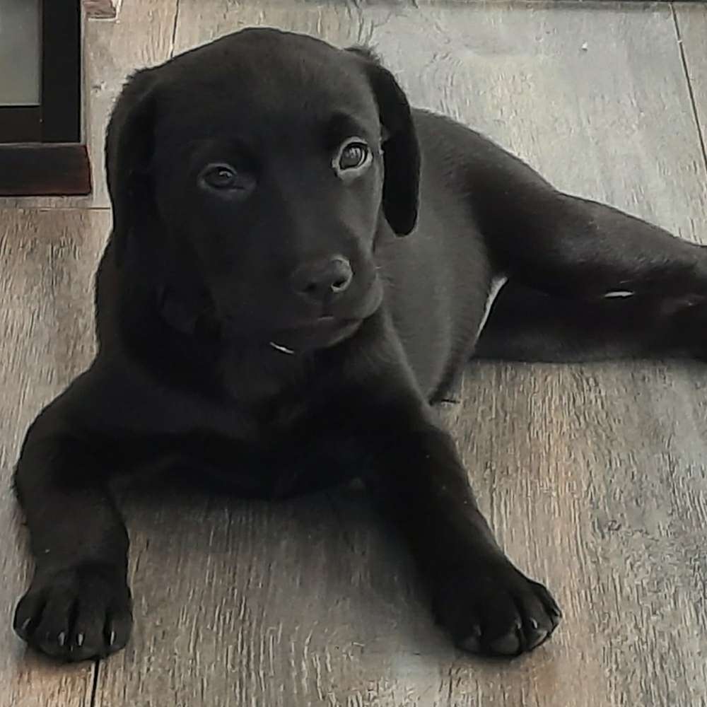 Hundetreffen-Hunde-Treff-Profilbild