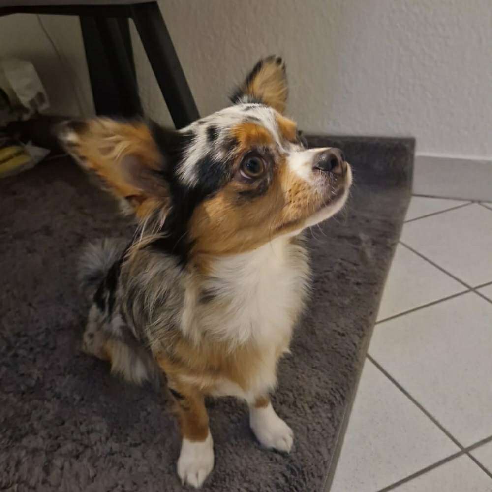 Hundetreffen-Chihuahua und Kleinhunde Treff Niedersedlitz-Profilbild