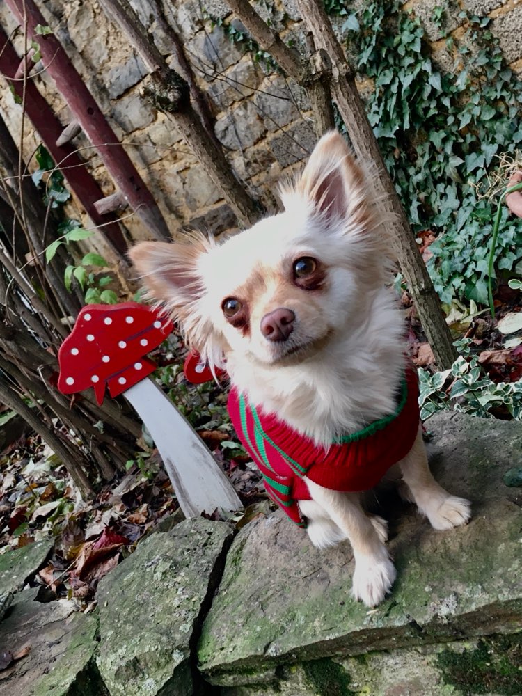 Hundetreffen-Kleine Hunde Spielerunde-Profilbild