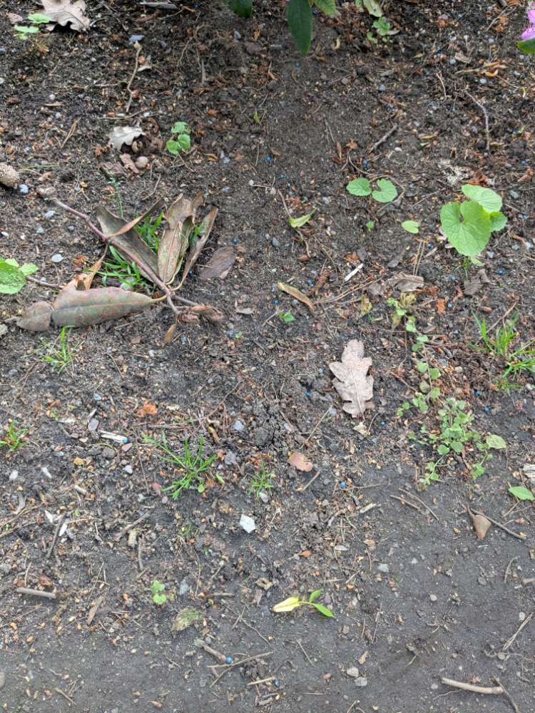 Giftköder-Blaue Kugeln (Schneckenkorn?) auf Beeten-Profilbild