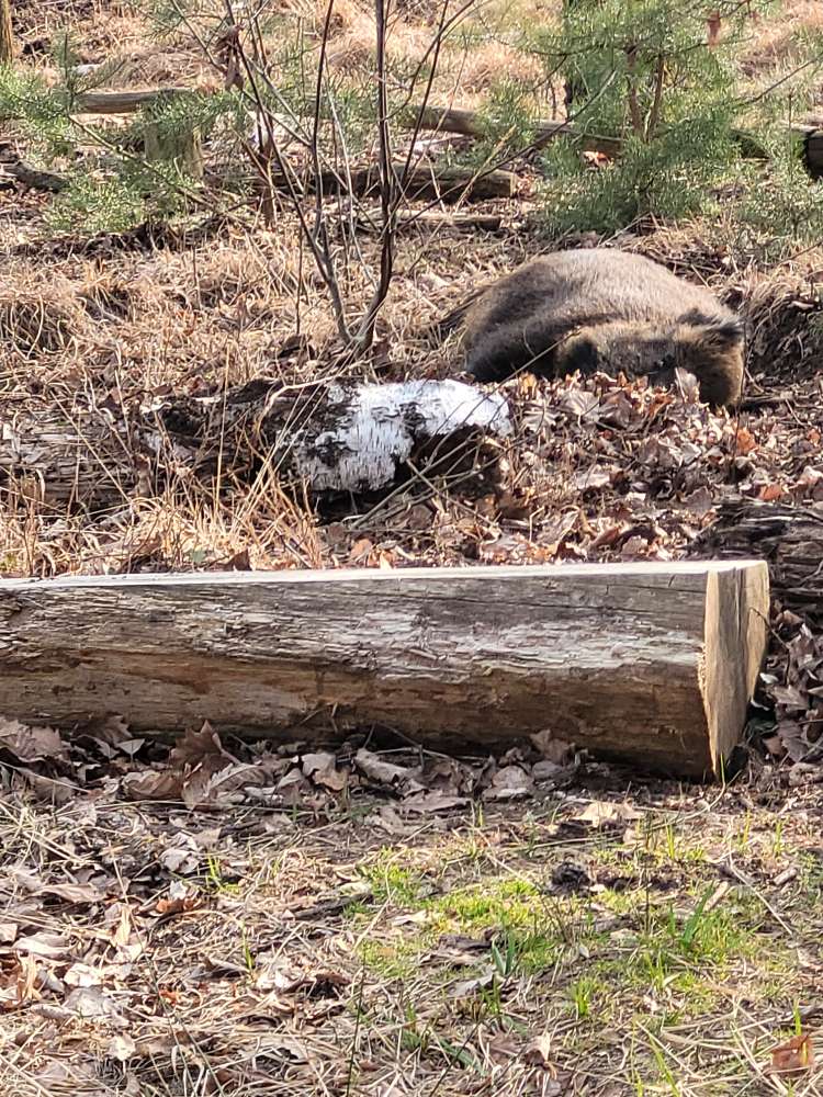 Giftköder-Totes Wildschwein direkt am Wegesrand-Profilbild