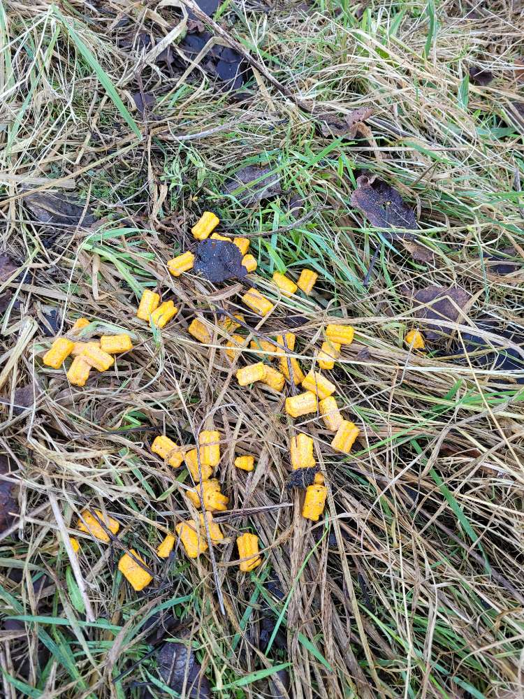 Giftköder-Undefinierbare gelbe Stücke-Profilbild