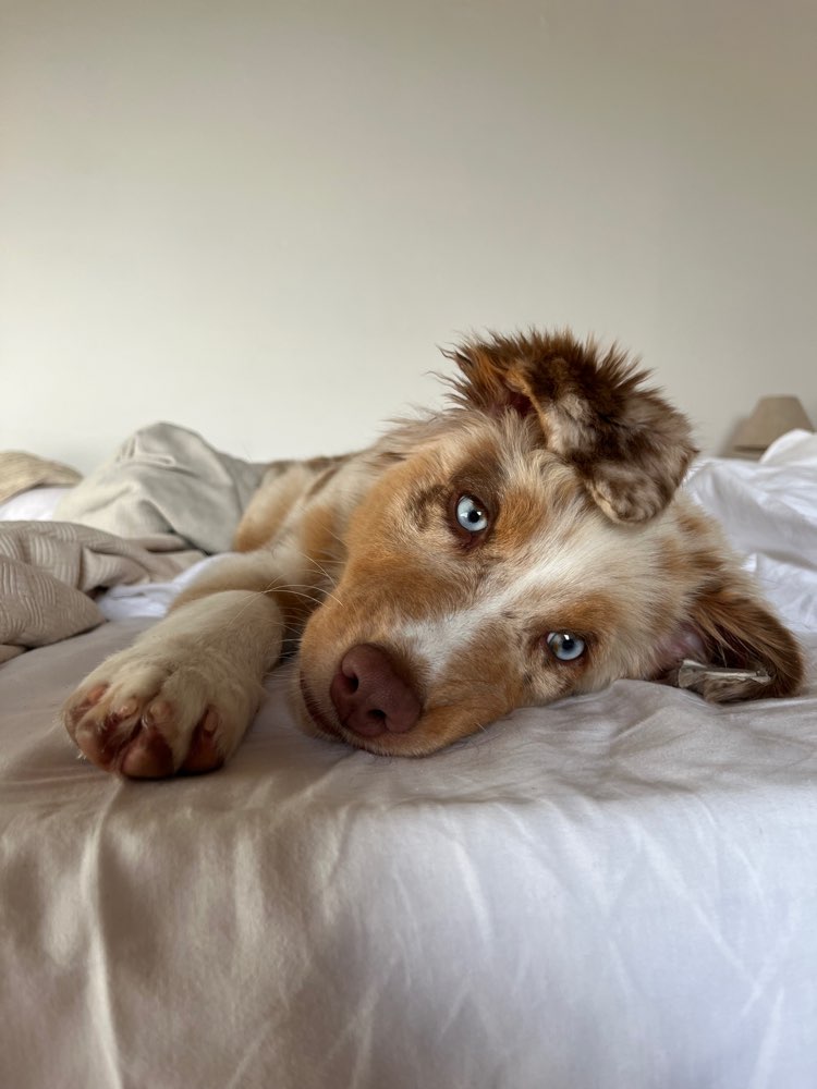 Hundetreffen-Hunde Freunde zum Spielen gesucht-Profilbild