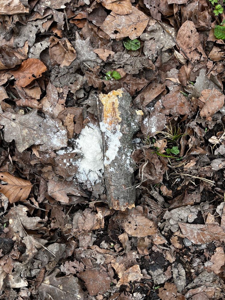 Giftköder-Weißes Pulver am Wegrand entdeckt-Profilbild