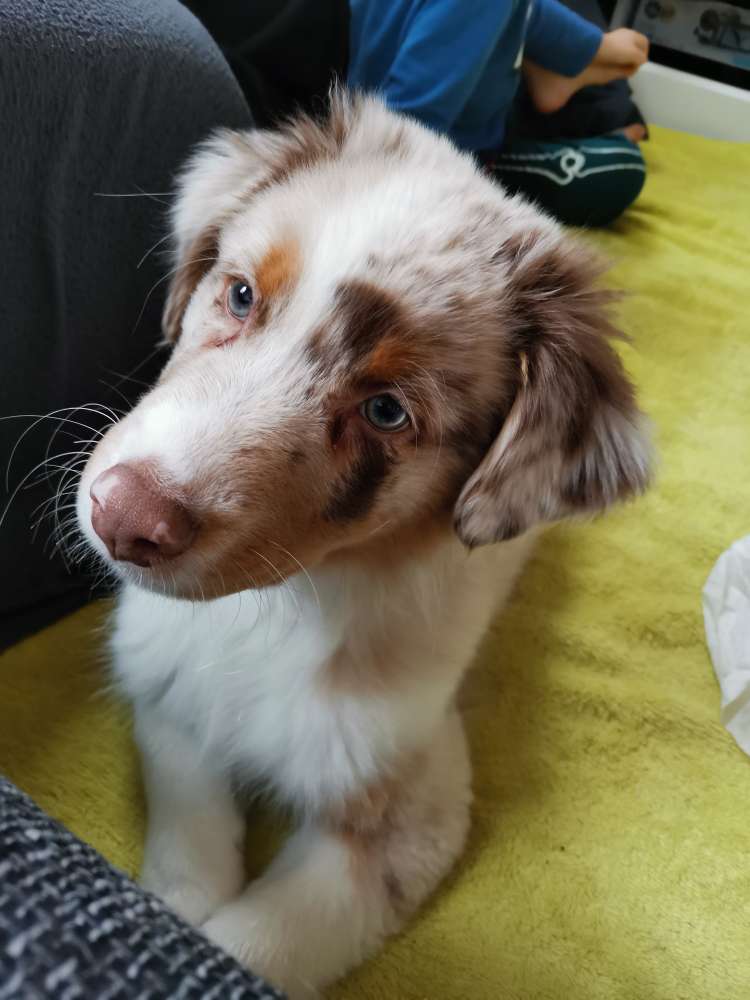 Hundetreffen-Welpentreffen Westerode-Profilbild