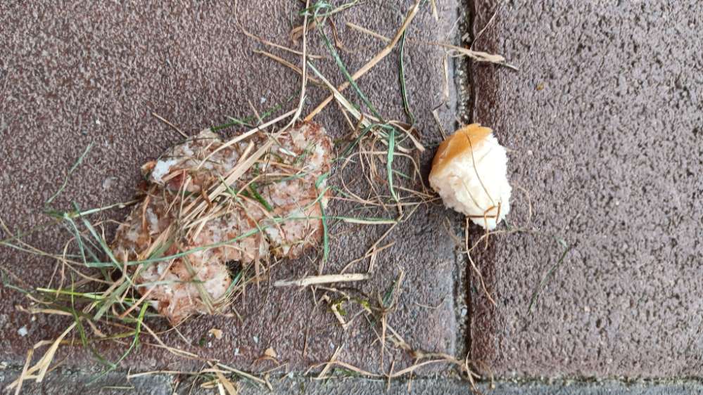 Giftköder-Verdächtige Fleisch- und Brotstücke-Profilbild