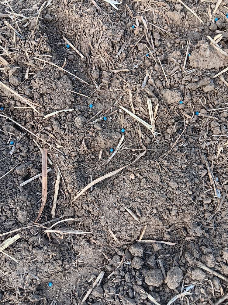 Giftköder-Blaues Schneckenkorn in Garbenteich-Profilbild