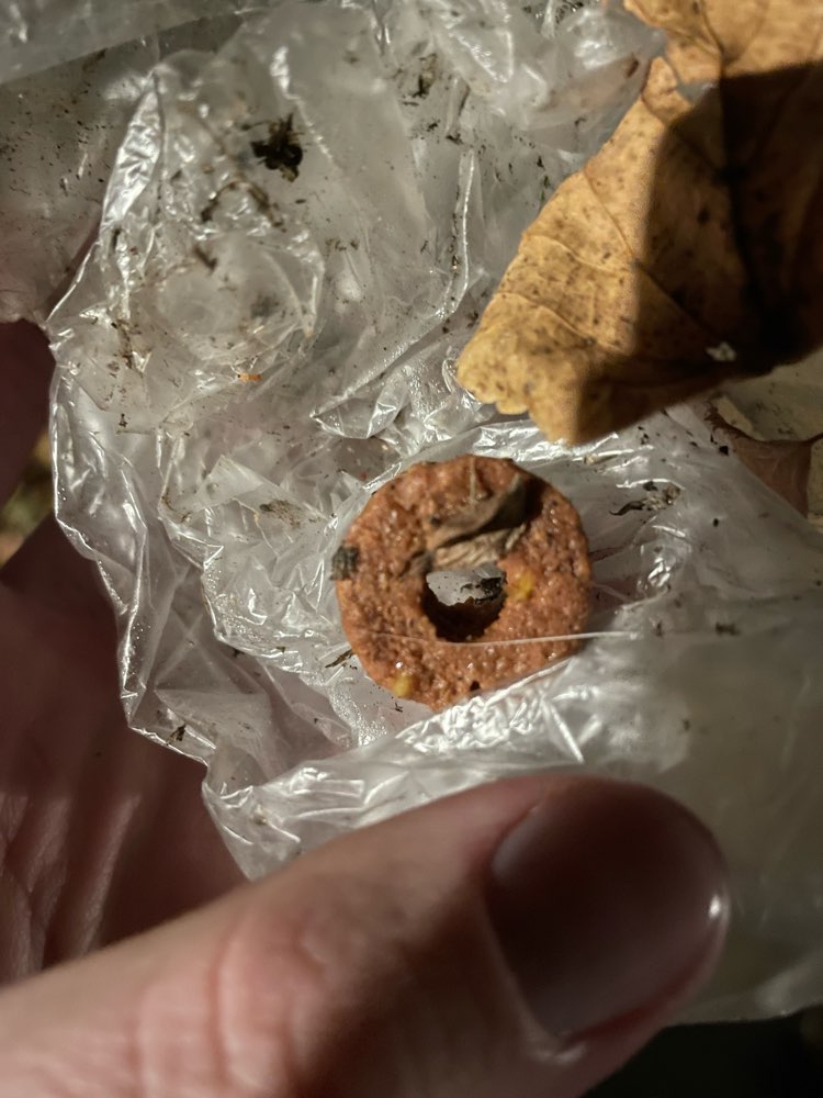 Giftköder-Leckerlis (Giftköder?) im Laub-Profilbild