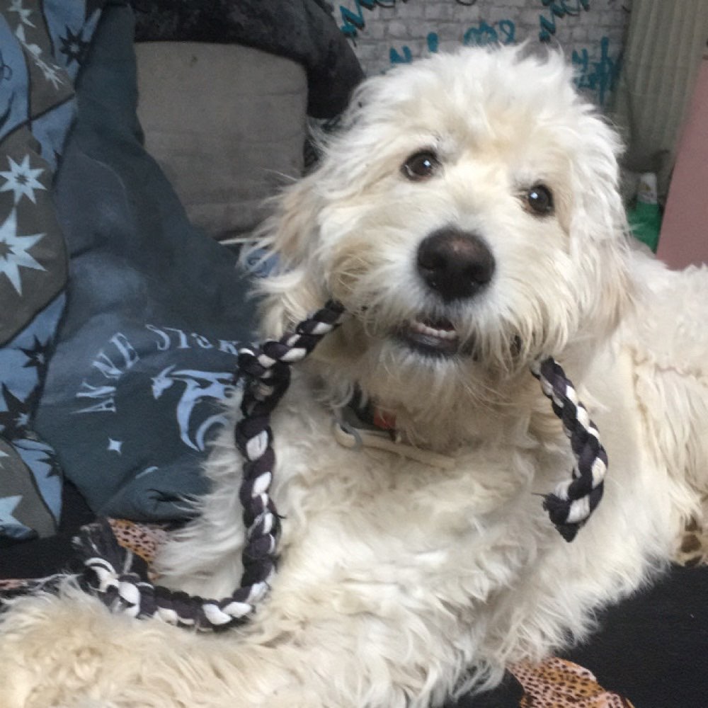 Hundetreffen-Gassi geh Freunde gesucht-Profilbild