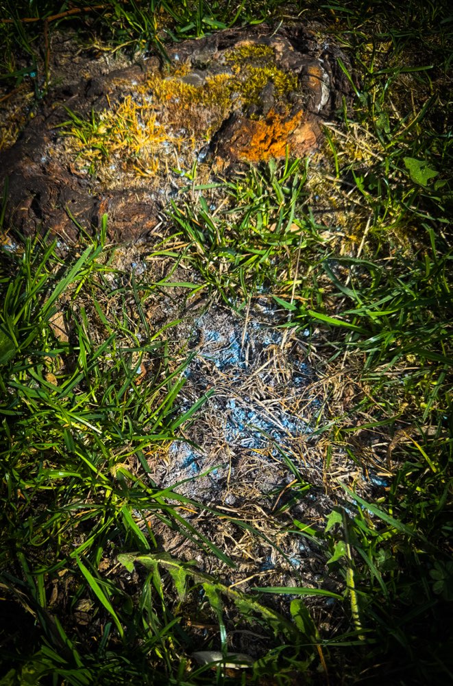 Giftköder-Blaues Granulat-Profilbild