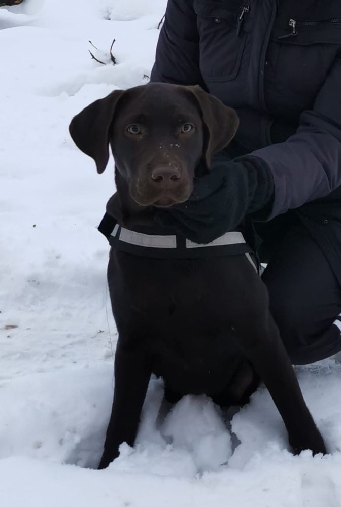 Hundetreffen-Welpentreffen-Profilbild
