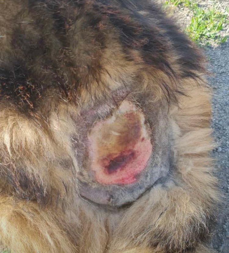 Giftköder-Eichenprozessionsspinner in Trimbs-Profilbild