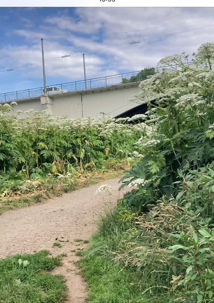 Giftköder-R.Bärenklau Hundewiese Witten Herbede-Profilbild