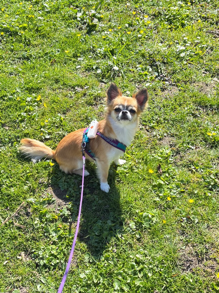 Hundetreffen-Chihuahuas aus Ingolstadt und Umgebung-Profilbild