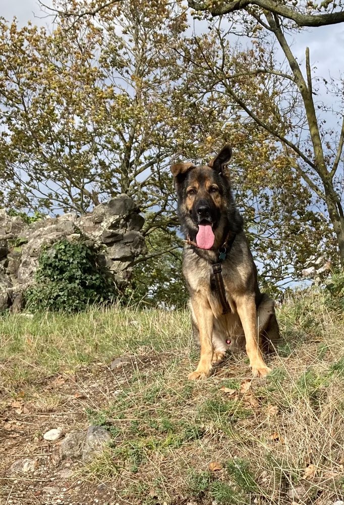 Hundetreffen-Laufen und spielen-Profilbild