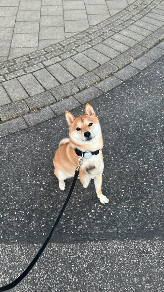 Hundetreffen-Spielkameraden gesucht-Profilbild