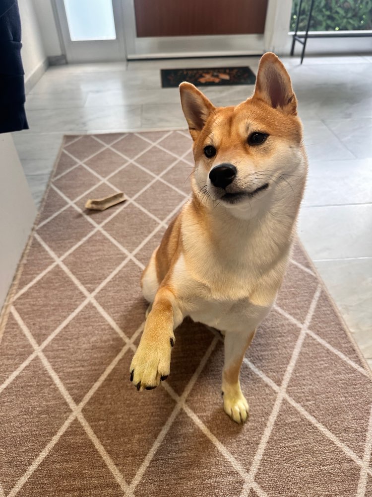 Hundetreffen-Spielgefährten gesucht-Profilbild