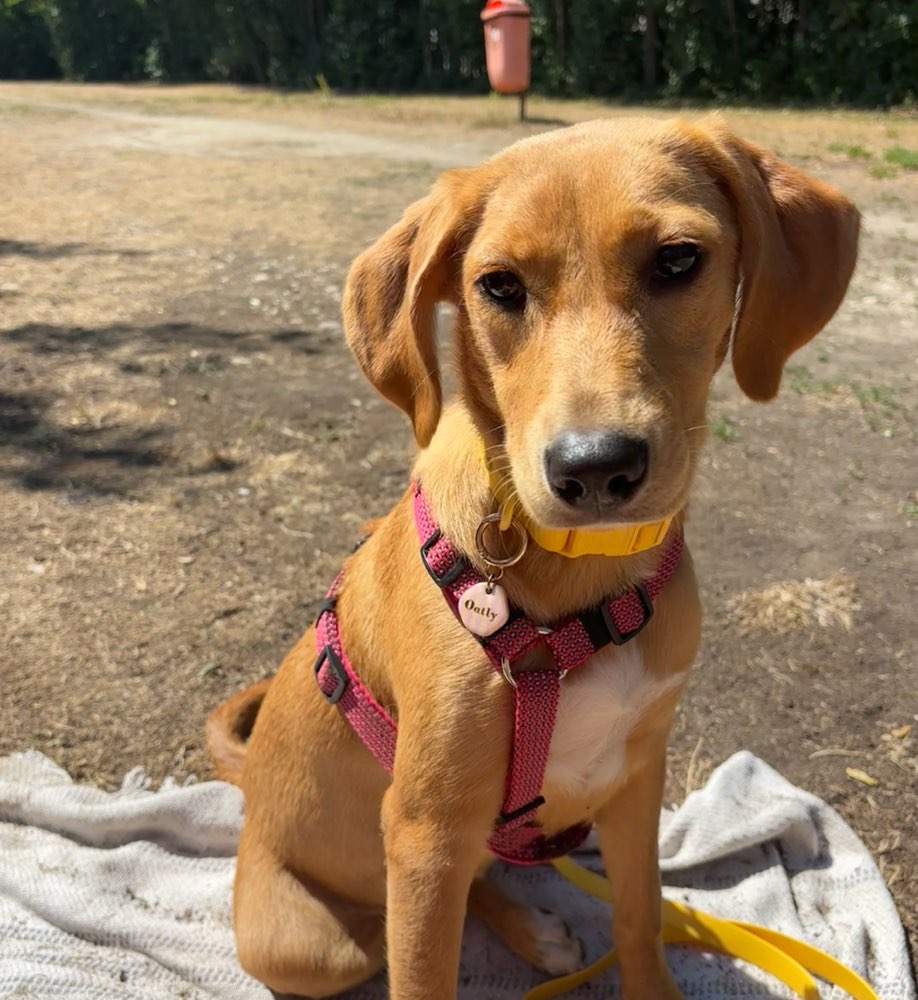 Hundetreffen-Social Walks und Entspannung-Profilbild