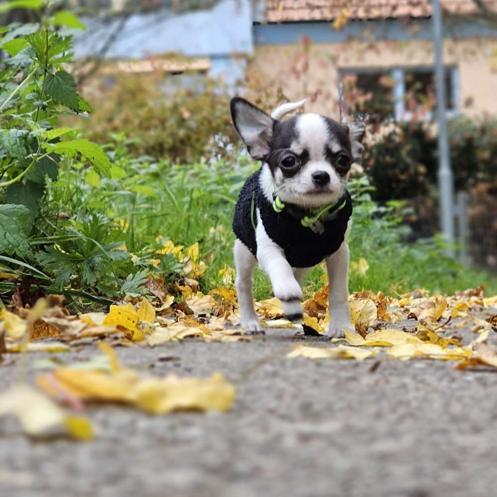 Hundetreffen-Welpentreffen, Spieltreffen, Sozialisierung-Profilbild