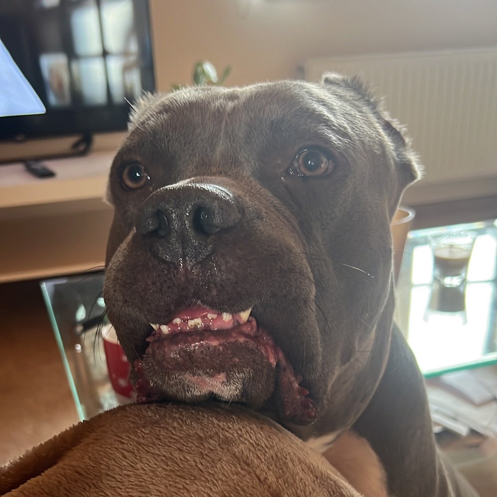 Hundetreffen-Wer möchte mit uns gassi gehen und spielen-Profilbild