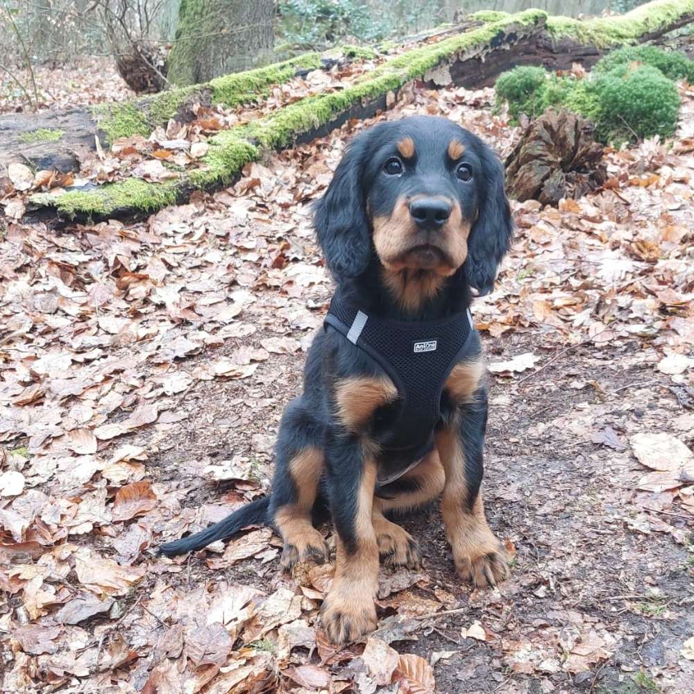 Hundetreffen-Welpentreffen Menden und Umgebung-Profilbild