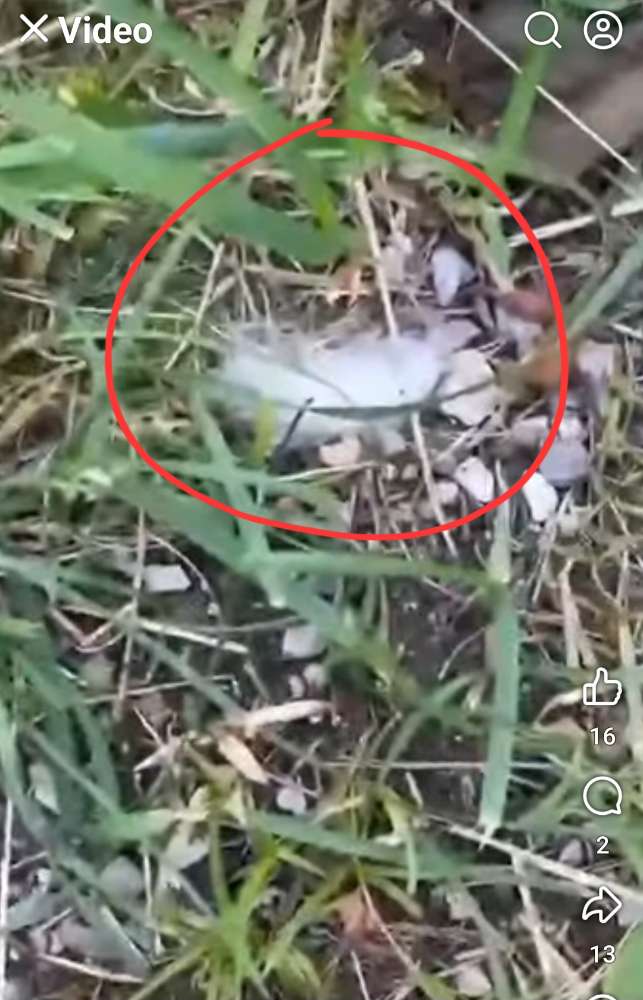 Giftköder-Giftköder-Profilbild