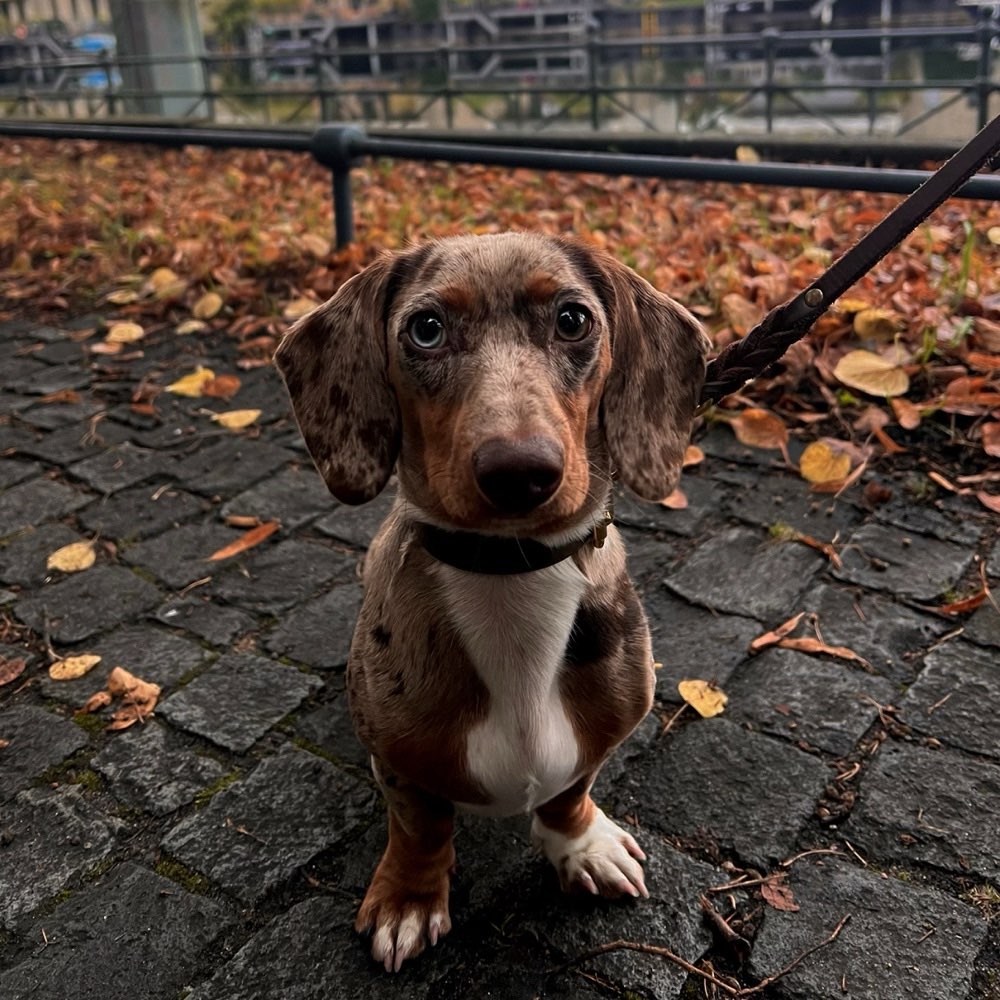 Hundetreffen-Karlchen sucht ein Spielpartner-Profilbild