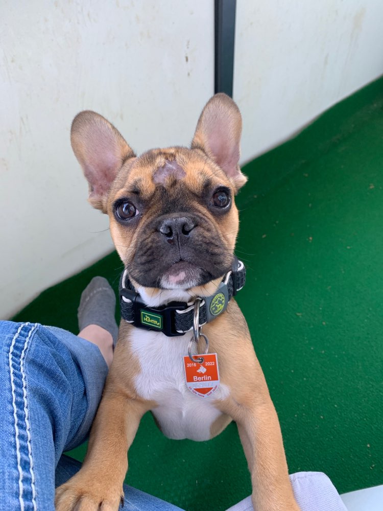 Hundetreffen-Bruno würde sich über Begleitung beim Gassi gehen freuen-Profilbild