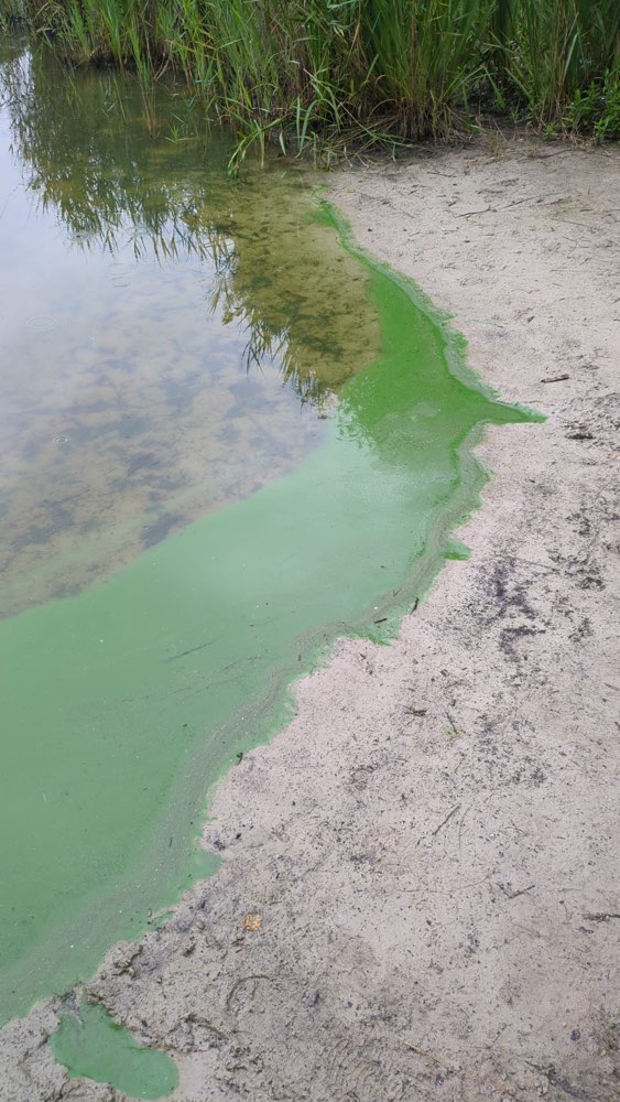 Giftköder-Blaualgen-Profilbild